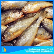 special business price for IQF frozen yellow croaker